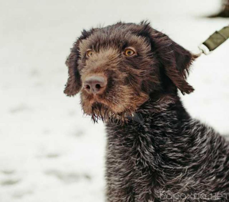 Отдам даром: Дратхаар в ответственные руки в Санкт-Петербурге